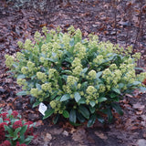 3x Skimmia japonica 'Finchy' – Skimmie – Hellgrüne bis cremefarbene Knospen, weiße Blüten – Topf Ø 15 cm – Höhe 30 cm inkl. Topf – HaGa-Welt