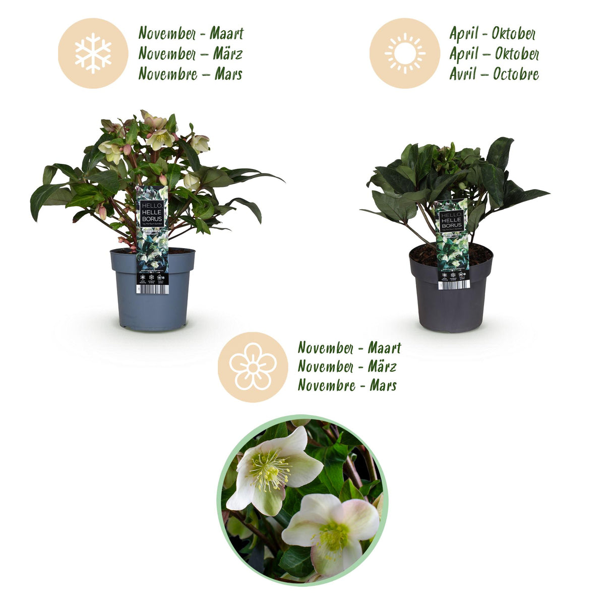 1x Helleborus 'Diamonfire' – Hellébore – Vert et blanc – pot Ø 19 cm – hauteur 40 cm pot inclus