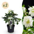 2x Helleborus orientalis 'Double Ellen White' – Lenzrose – Weiß – Topf Ø 14 cm – Höhe 35 cm inkl. Topf – HaGa-Welt