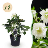 2x Helleborus orientalis 'Double Ellen White' – Lenzrose – Weiß – Topf Ø 14 cm – Höhe 35 cm inkl. Topf – HaGa-Welt
