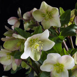 1x Helleborus 'Diamonfire' – Hellébore – Vert et blanc – pot Ø 19 cm – hauteur 40 cm pot inclus