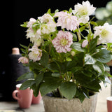1x Helleborus orientalis 'Double Ellen Pink' – Rose de carême – Rose – pot Ø 14 cm – hauteur 35 cm pot inclus