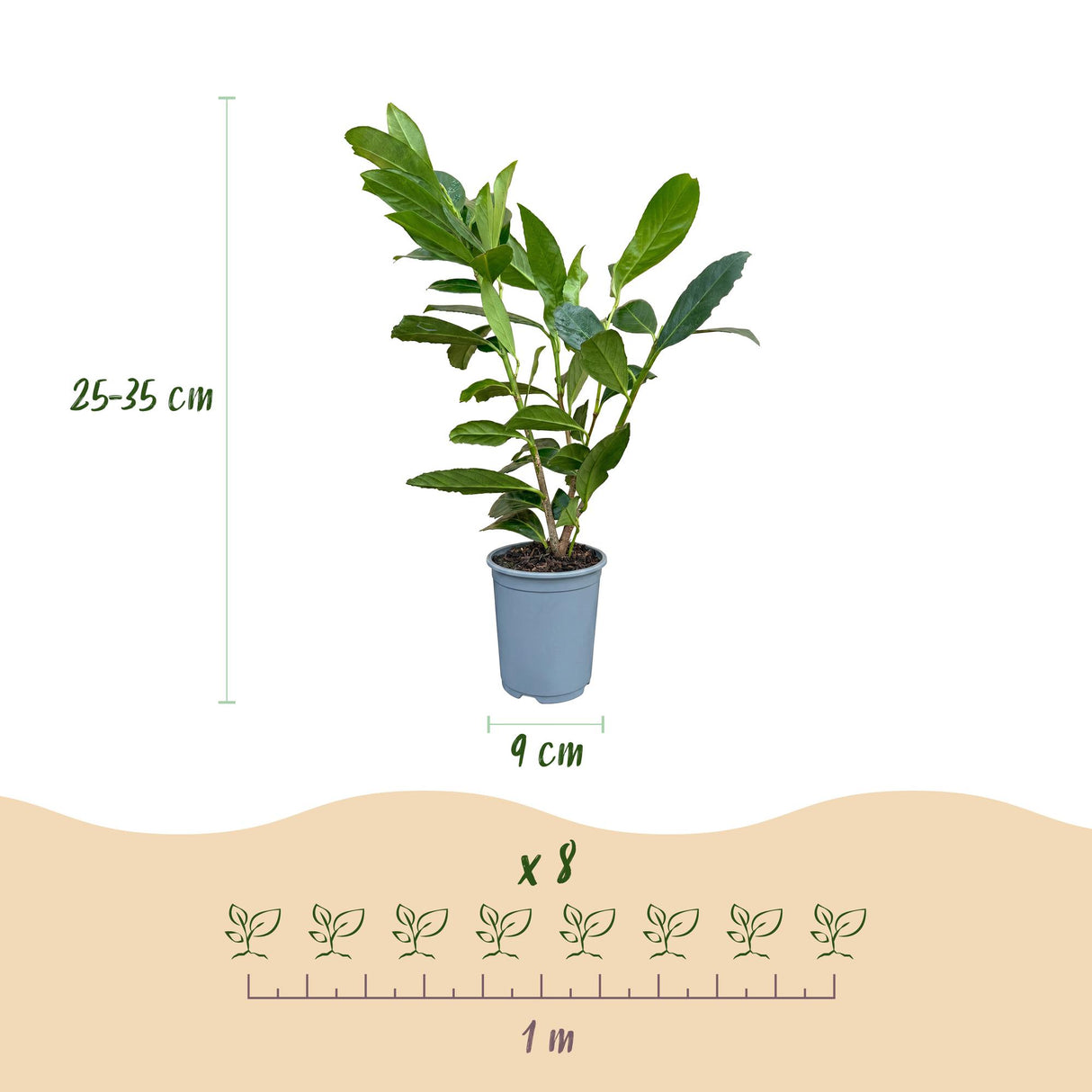 24x Prunus laur. Caucasica - Lorbeer-Kirsche - Heckenpflanzen - Immergrün - Grün - Topf 9cm - Höhe 25-35cm – HaGa-Welt