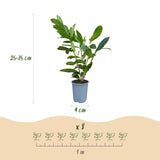24x Prunus laur. Caucasica - Lorbeer-Kirsche - Heckenpflanzen - Immergrün - Grün - Topf 9cm - Höhe 25-35cm – HaGa-Welt