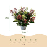 1x Skimmia japonica Festival – Rubella & Finchy – Skimmia du Japon – Boutons rouges et crème, puis fleurs blanches – pot Ø 15 cm – hauteur 30 cm pot inclus