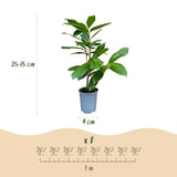 16x Prunus laur. Rotundifolia - Lorbeer-Kirsche - Heckenpflanzen - Immergrün - Grün - Topf 9cm - Höhe 25-35cm – HaGa-Welt