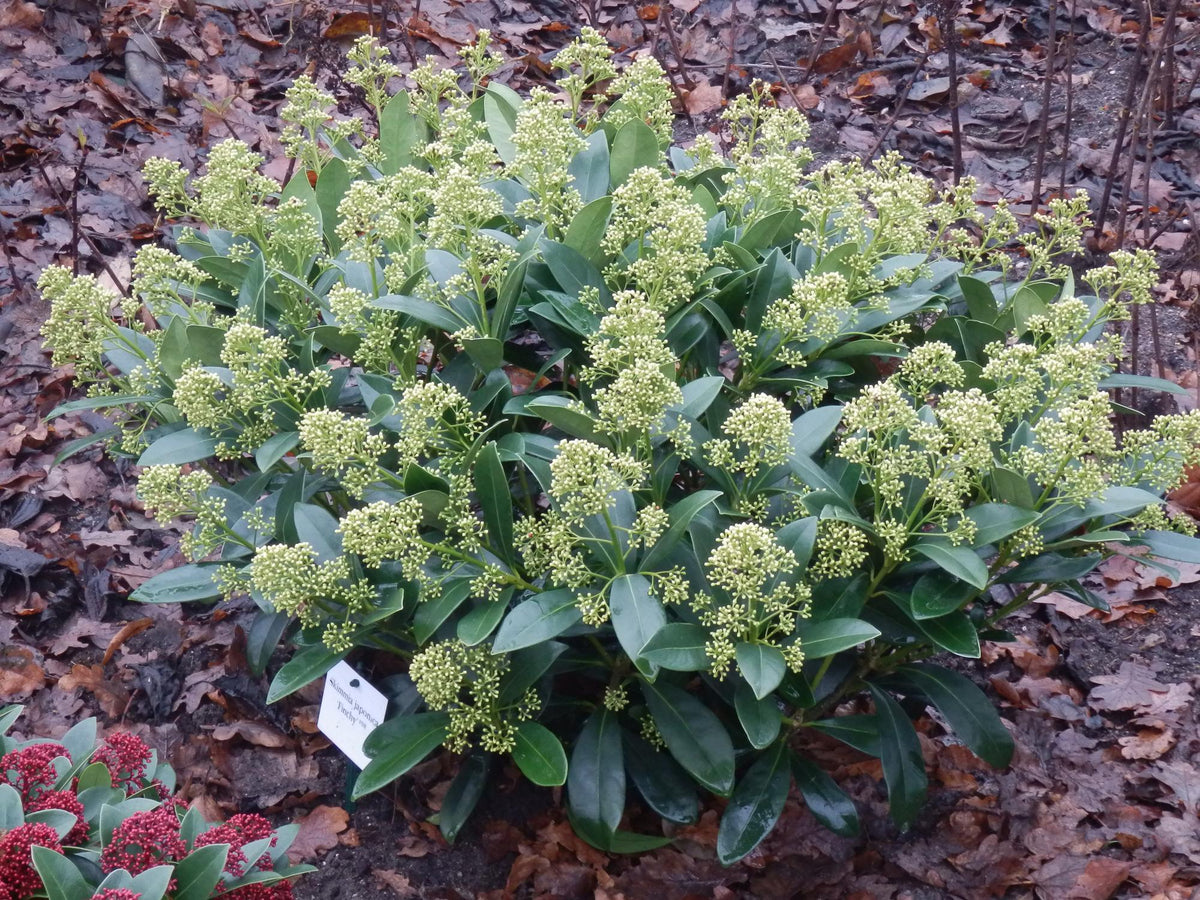3x Skimmia japonica 'Finchy' – Skimmie – Hellgrüne bis cremefarbene Knospen, weiße Blüten – Topf Ø 10,5 cm – Höhe 25 cm inkl. Topf – HaGa-Welt