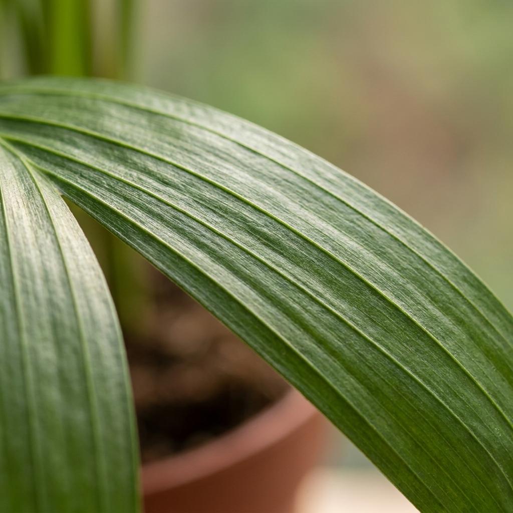 Areca Lutescens - Goldfruchtpalme - 1 Plant - mit Potter Wit - Topf 12cm - Höhe - 45cm