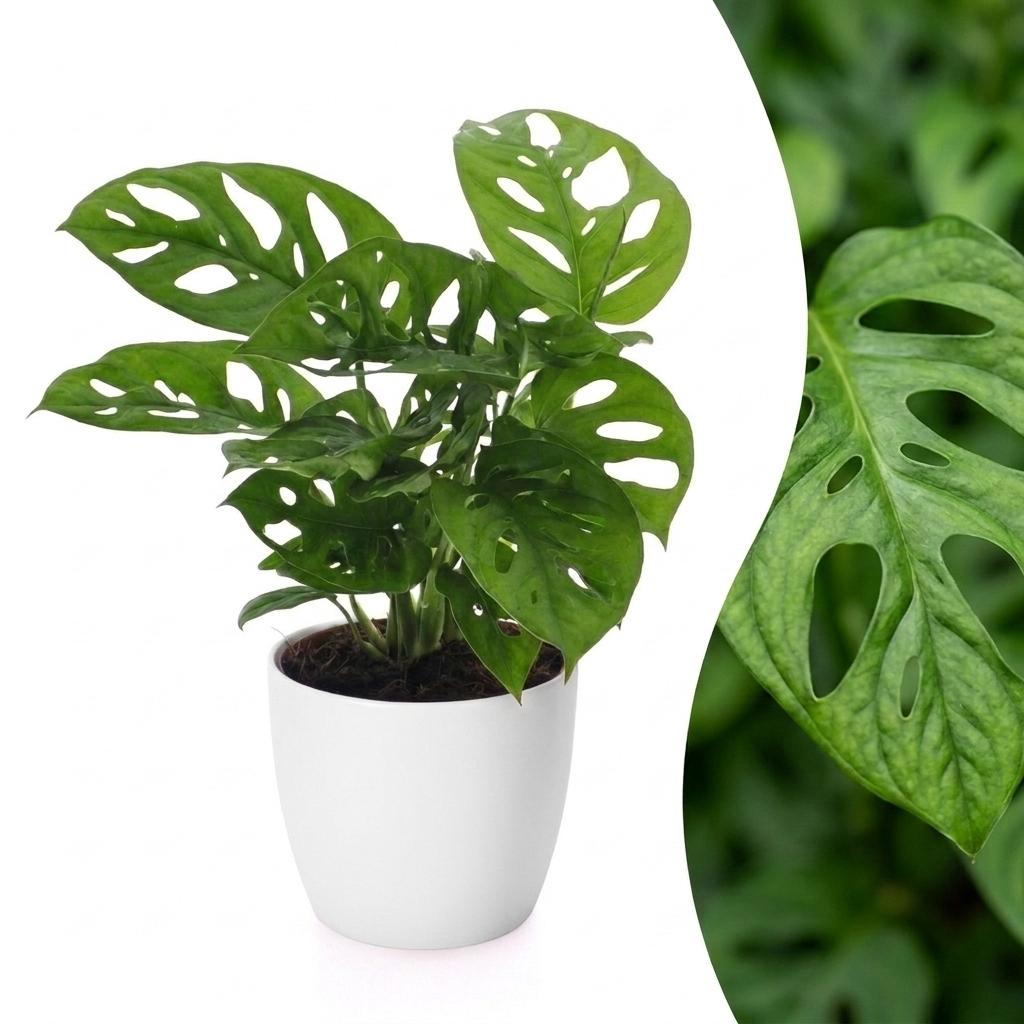 Monstera Adansonii - Monstera Adansonii - 1 Plant - met Potter Wit - Pot 12cm - Hoogte - 25cm