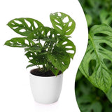 Monstera Adansonii - Monstera Adansonii - 1 Plant - met Potter Wit - Pot 12cm - Hoogte - 25cm