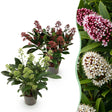 2x Skimmia japonica Duo – Rubella & Finchy – Skimmien-Duo – Rote und cremefarbene Knospen, später weiße Blüten – Topf Ø 10,5 cm – Höhe 25 cm inkl. Topf – HaGa-Welt