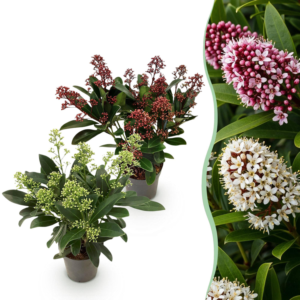 2x Skimmia japonica Duo – Rubella & Finchy – Skimmien-Duo – Rote und cremefarbene Knospen, später weiße Blüten – Topf Ø 10,5 cm – Höhe 25 cm inkl. Topf – HaGa-Welt