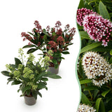 2x Skimmia japonica Duo – Rubella & Finchy – Skimmien-Duo – Rote und cremefarbene Knospen, später weiße Blüten – Topf Ø 10,5 cm – Höhe 25 cm inkl. Topf – HaGa-Welt