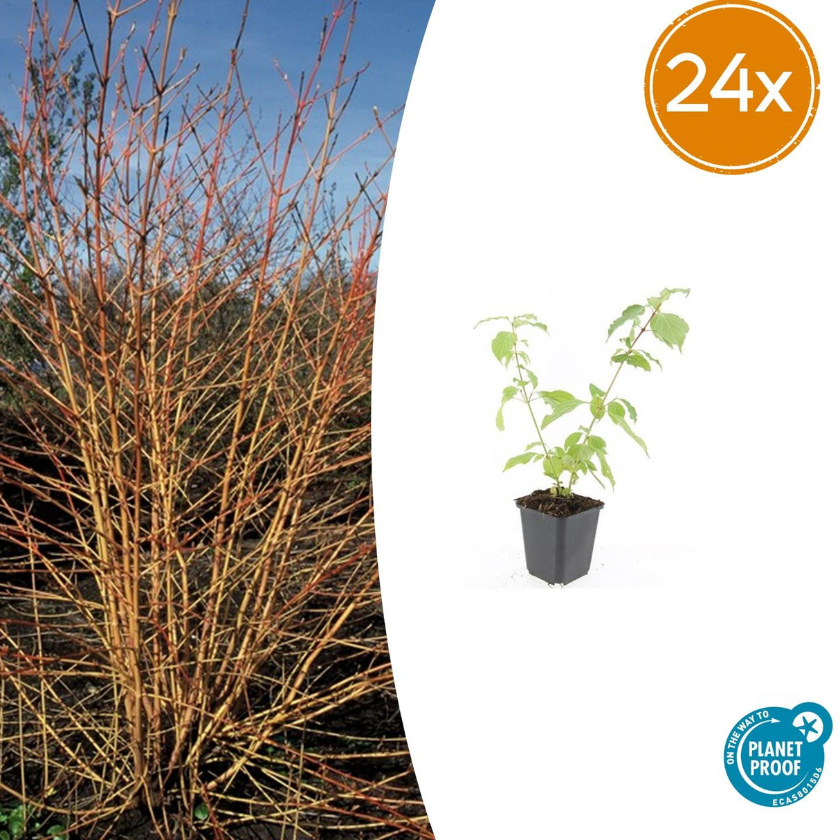 24x Cornus sang. 'Anny's Winter Orange' - ↕10-25cm - Ø9cm – HaGa-Welt