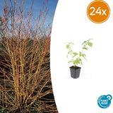 24x Cornus sang. 'Anny's Winter Orange' - ↕10-25cm - Ø9cm – HaGa-Welt