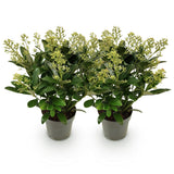 2x Skimmia japonica 'Finchy' – Skimmie – Hellgrüne bis cremefarbene Knospen, weiße Blüten – Topf Ø 15 cm – Höhe 30 cm inkl. Topf – HaGa-Welt