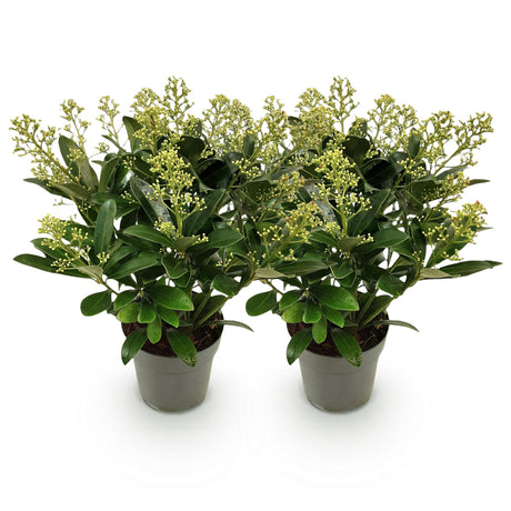 2x Skimmia japonica 'Finchy' – Japanese skimmia – Pale green to cream buds, white flowers – pot Ø 15 cm – height 30 cm including pot
