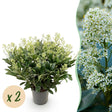 2x Skimmia japonica 'Finchy' – Skimmie – Hellgrüne bis cremefarbene Knospen, weiße Blüten – Topf Ø 19 cm – Höhe 60 cm inkl. Topf – HaGa-Welt