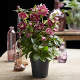 2x Helleborus orientalis 'Double Ellen Red' – Lenzrose – Rot – Topf Ø 14 cm – Höhe 35 cm inkl. Topf – HaGa-Welt