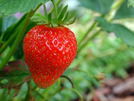 Mineraldünger für Erdbeeren und Walderdbeeren Dünger Düngemittel 10kg