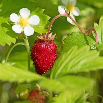 Mineraldünger für Erdbeeren und Walderdbeeren Dünger Düngemittel 10kg